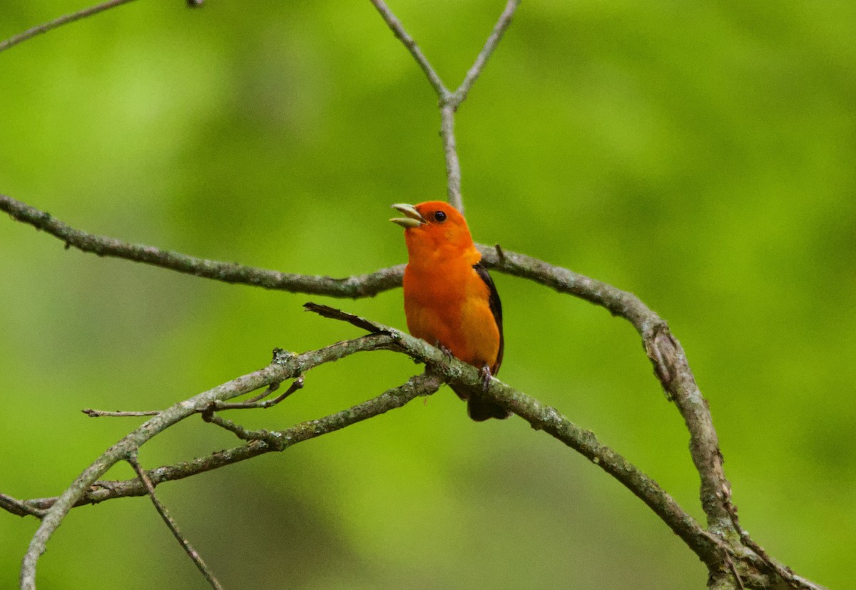 piranga šarlatová - ML639173379