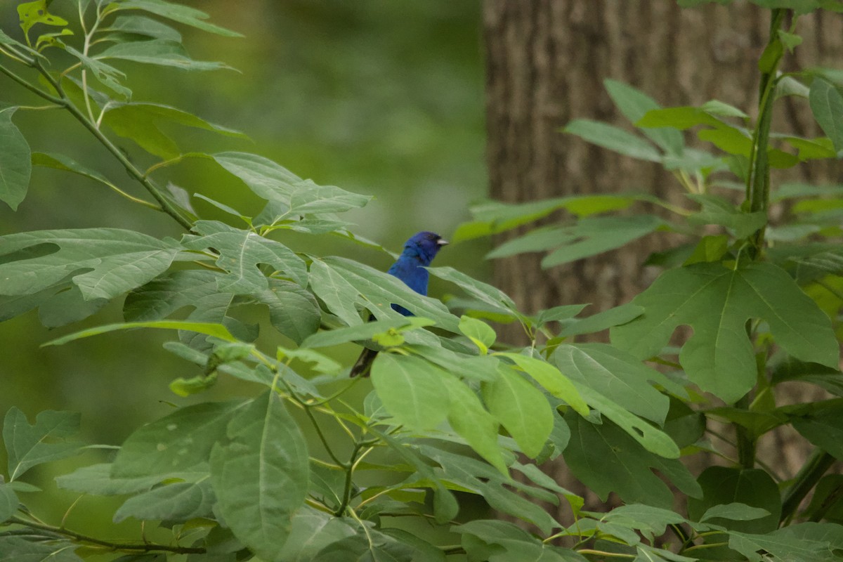 papežík indigový - ML639173405