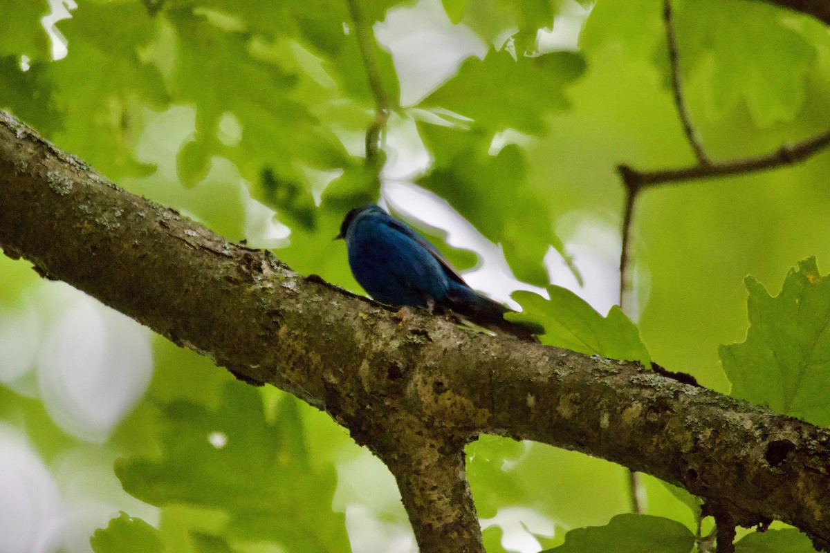 papežík indigový - ML639173406