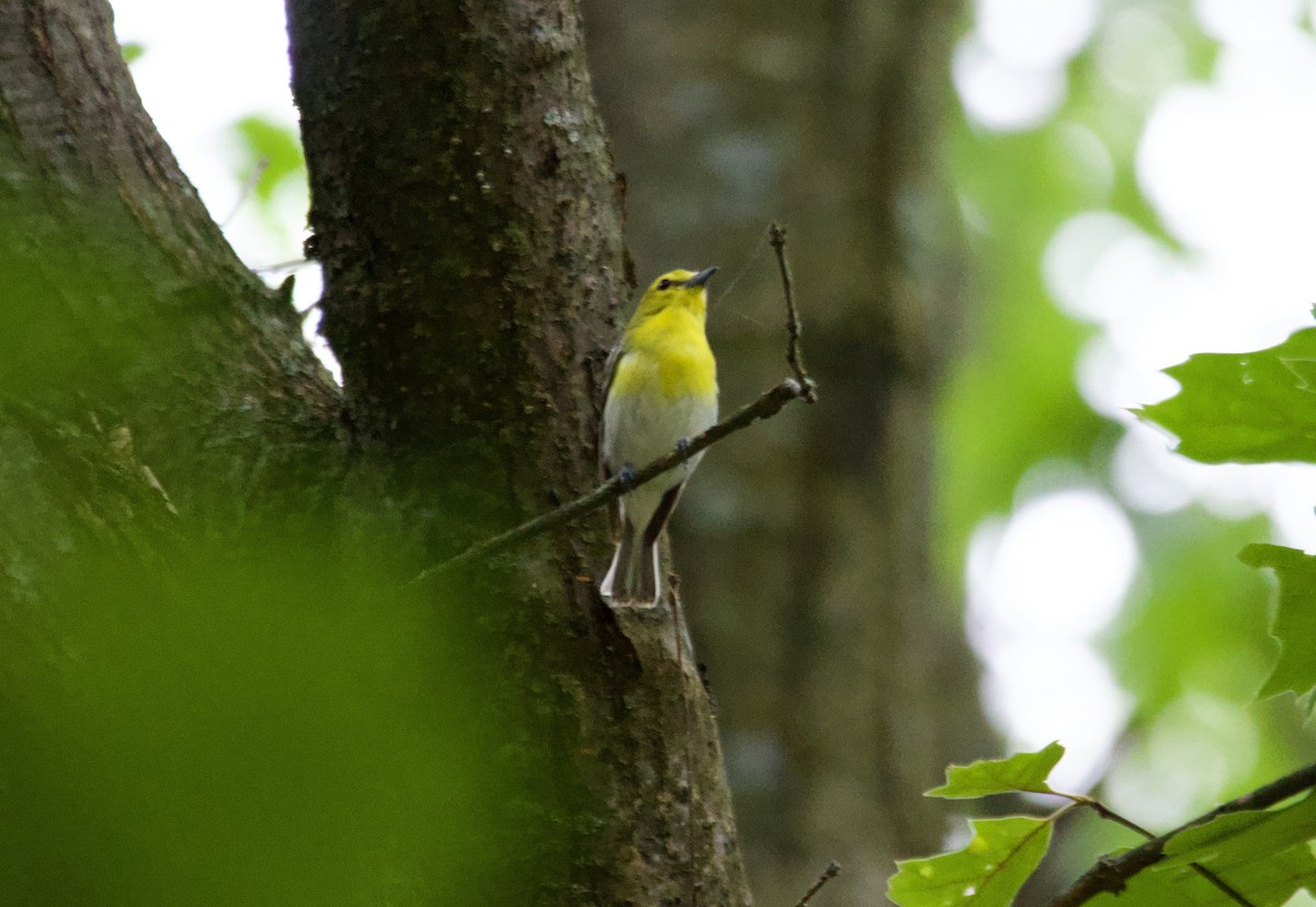 zelenáček žlutoprsý - ML639173451