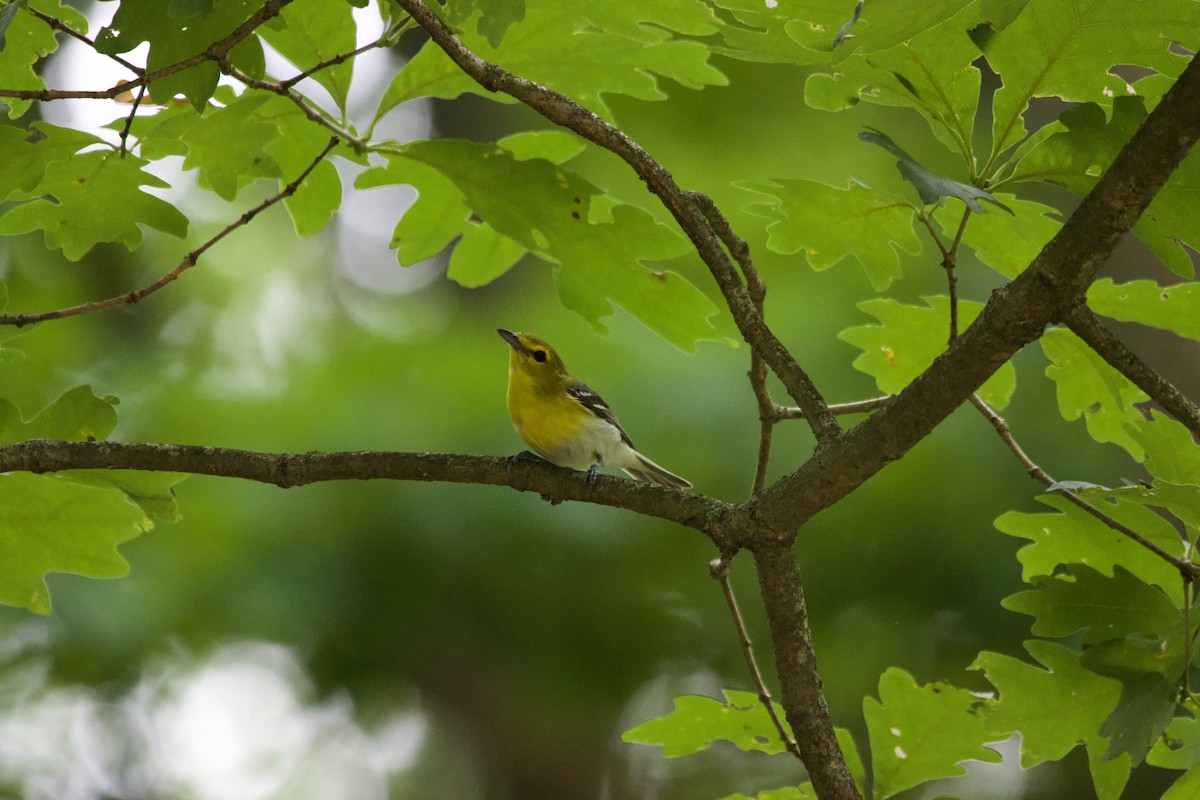 zelenáček žlutoprsý - ML639173452