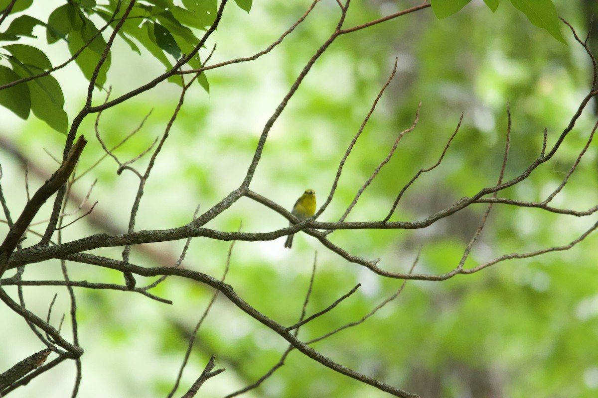 zelenáček žlutoprsý - ML639173453