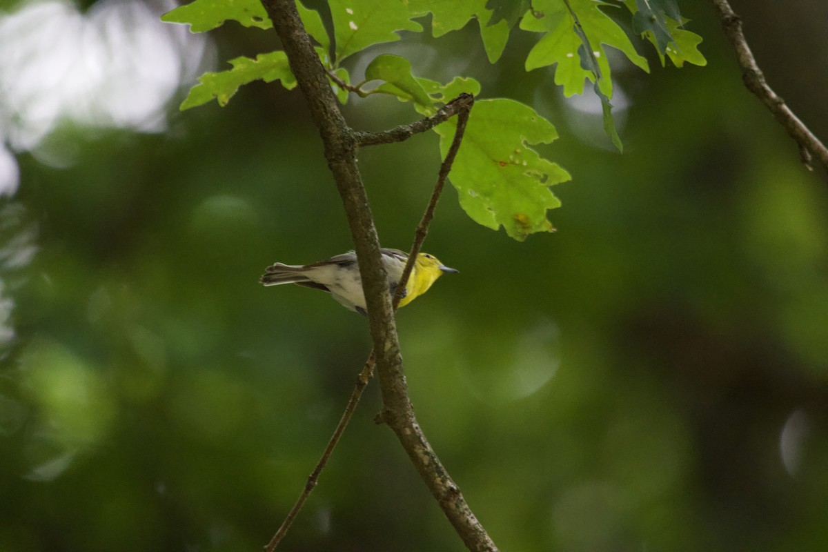 zelenáček žlutoprsý - ML639173454