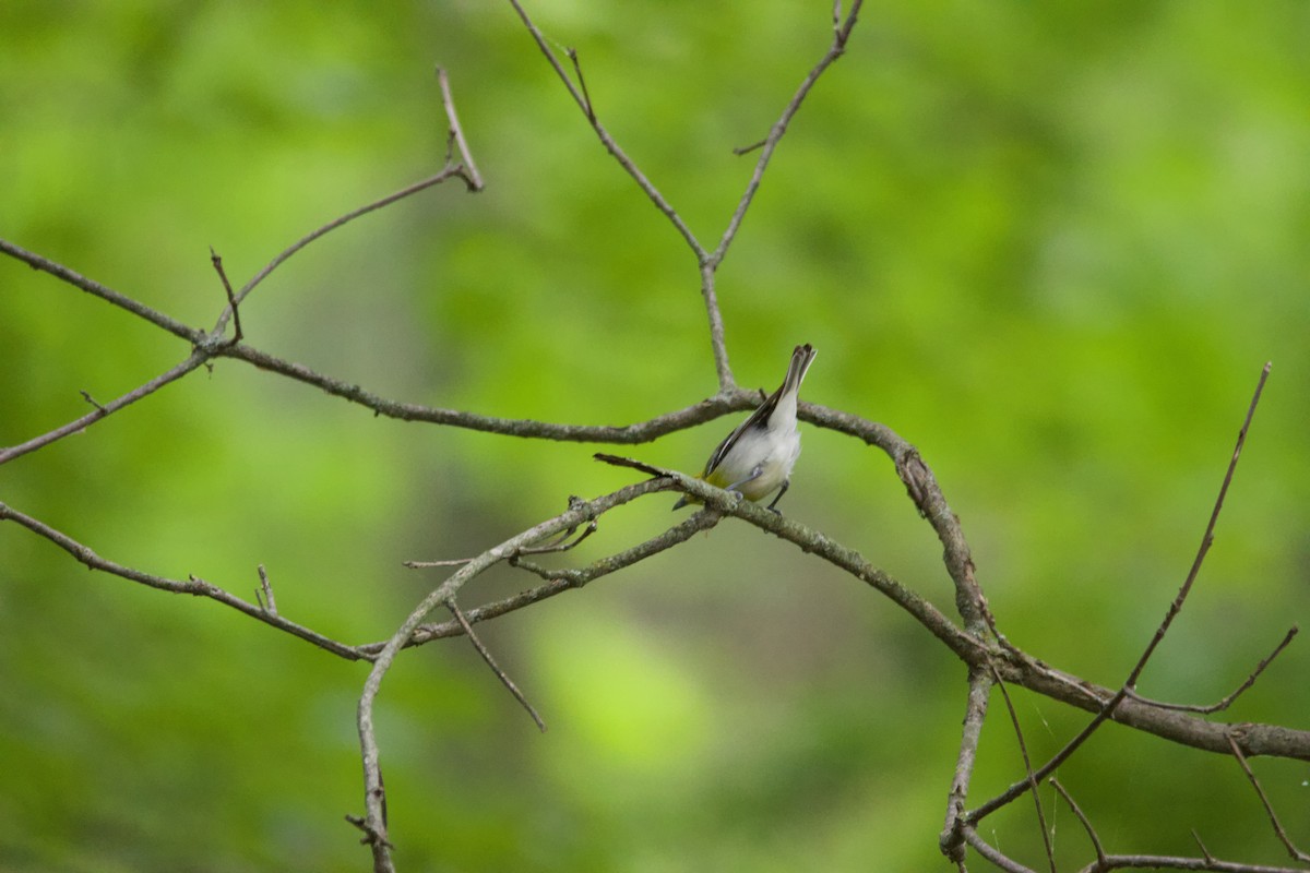 zelenáček žlutoprsý - ML639173455