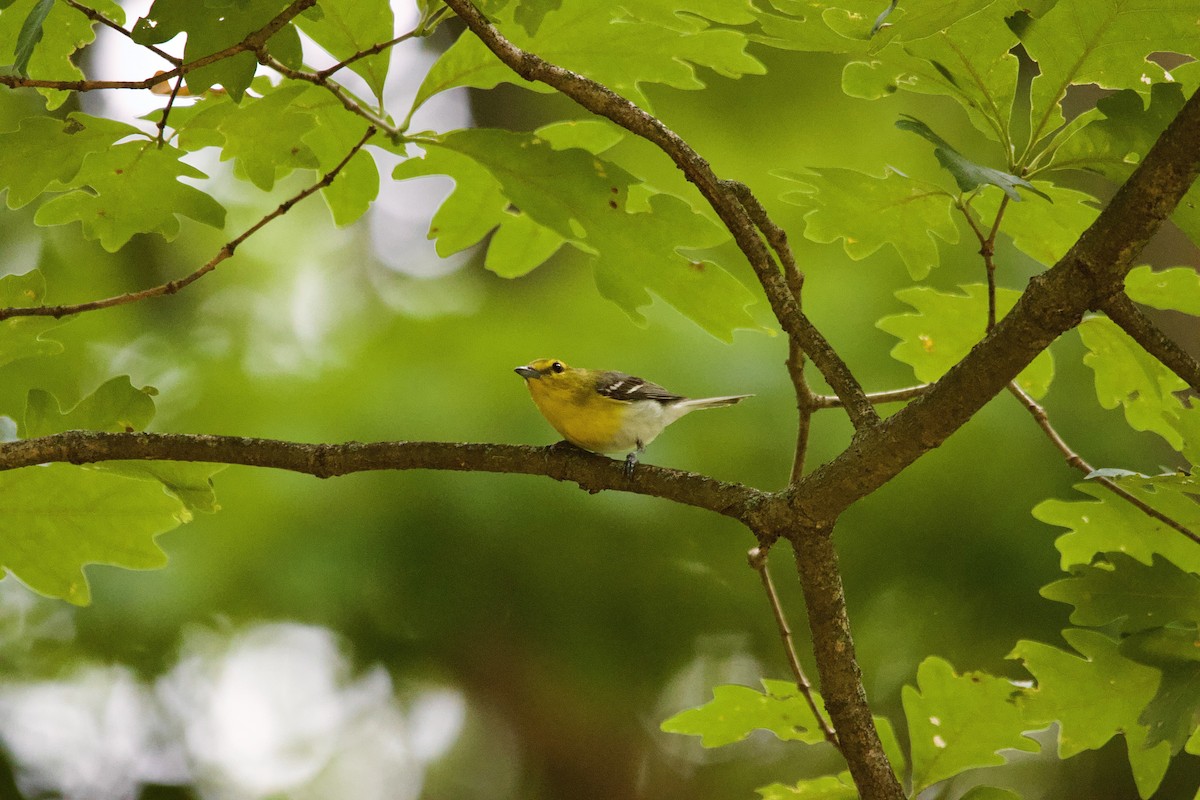 zelenáček žlutoprsý - ML639173456