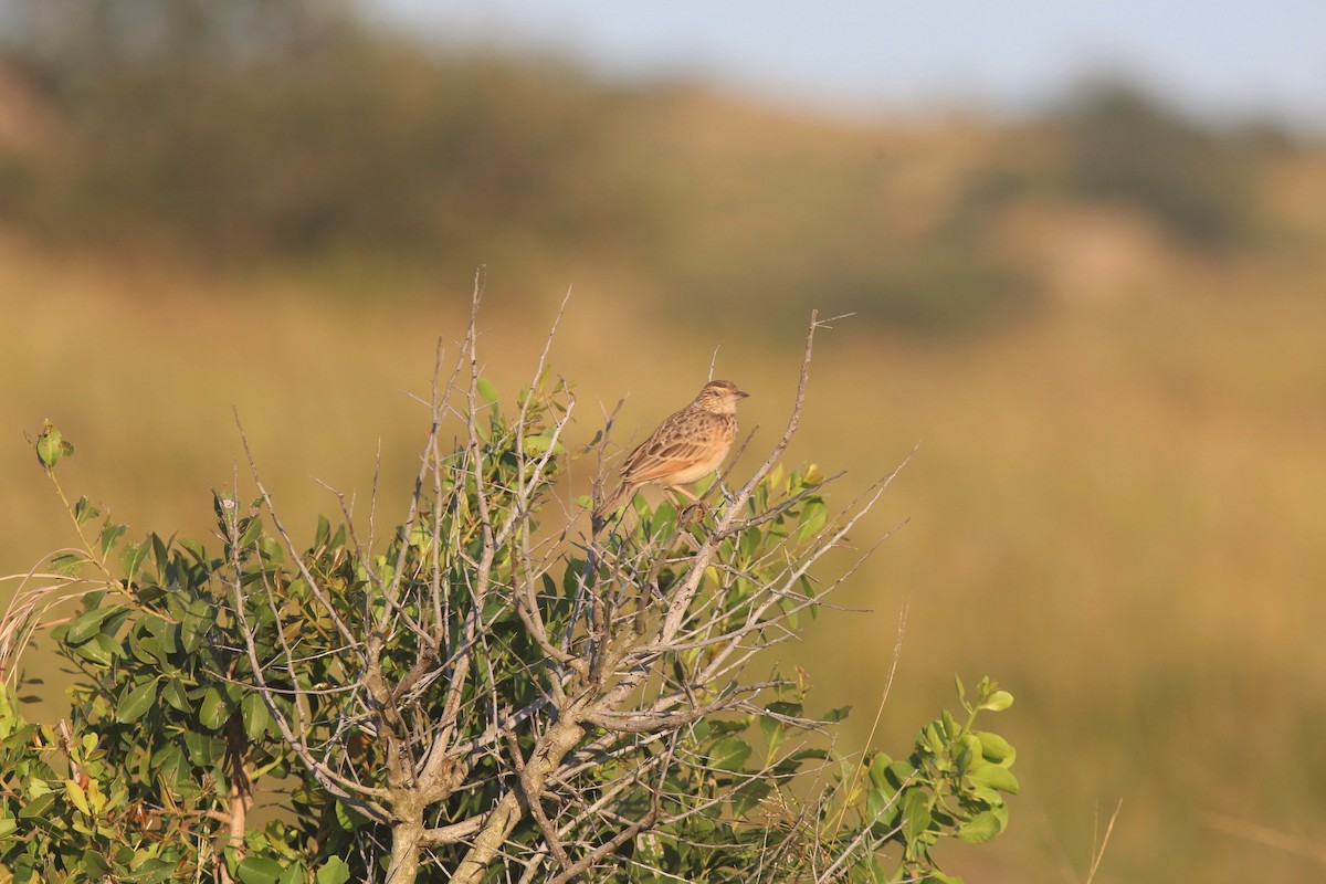 Rufous-naped Lark (Rufous-naped) - ML639173470