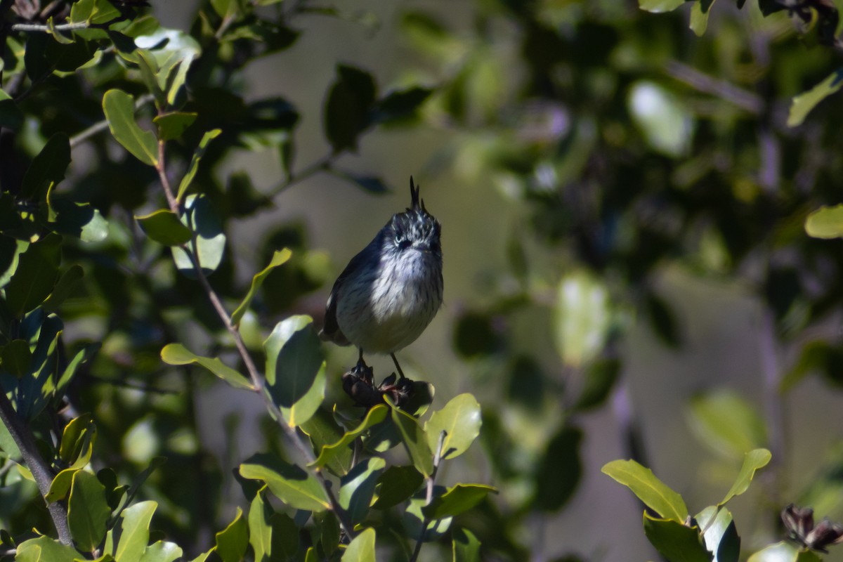 Tufted Tit-Tyrant - ML639173540