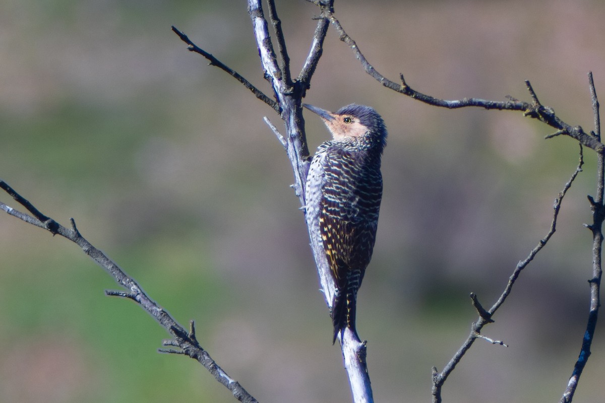 Chilean Flicker - ML639173568