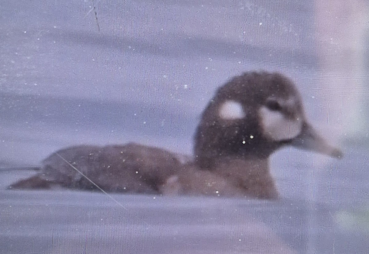 Harlequin Duck - ML639173569