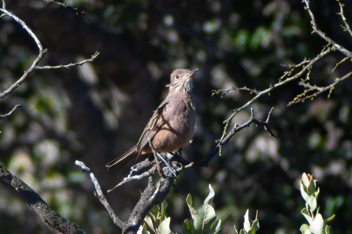 Great Shrike-Tyrant - ML639173623