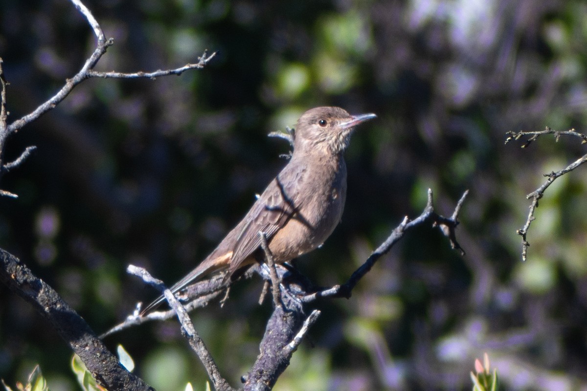 Great Shrike-Tyrant - ML639173660