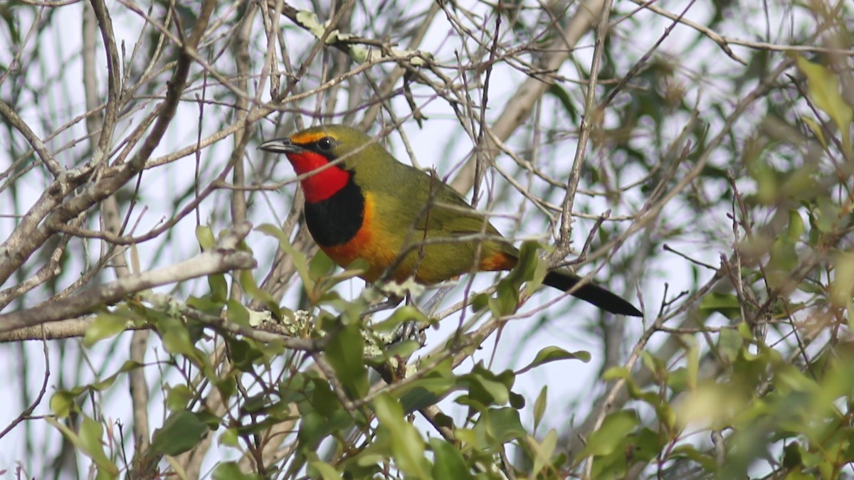 Four-colored Bushshrike (Four-colored) - ML639173672