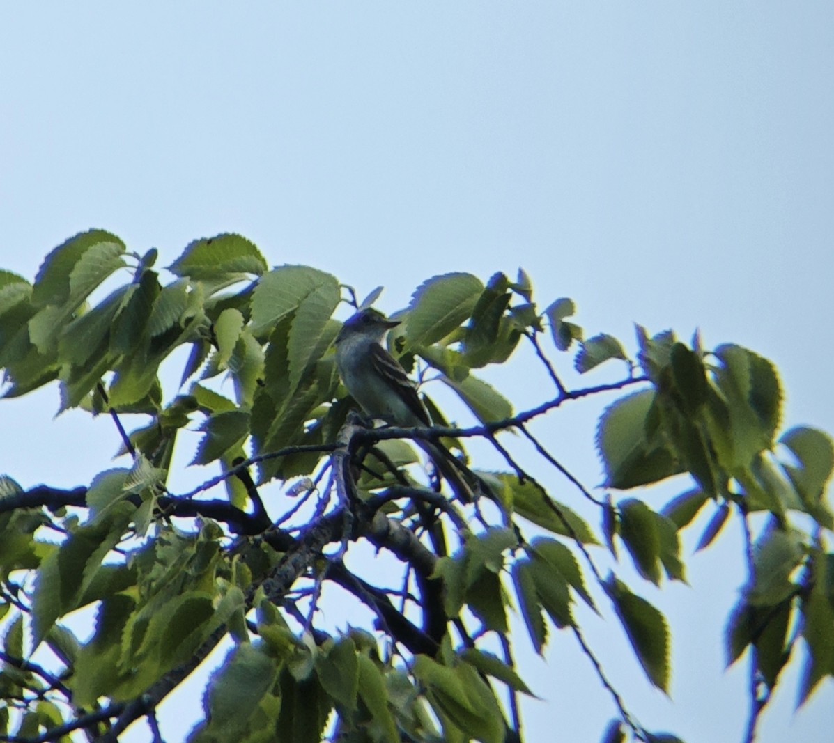 Willow Flycatcher - ML639173738