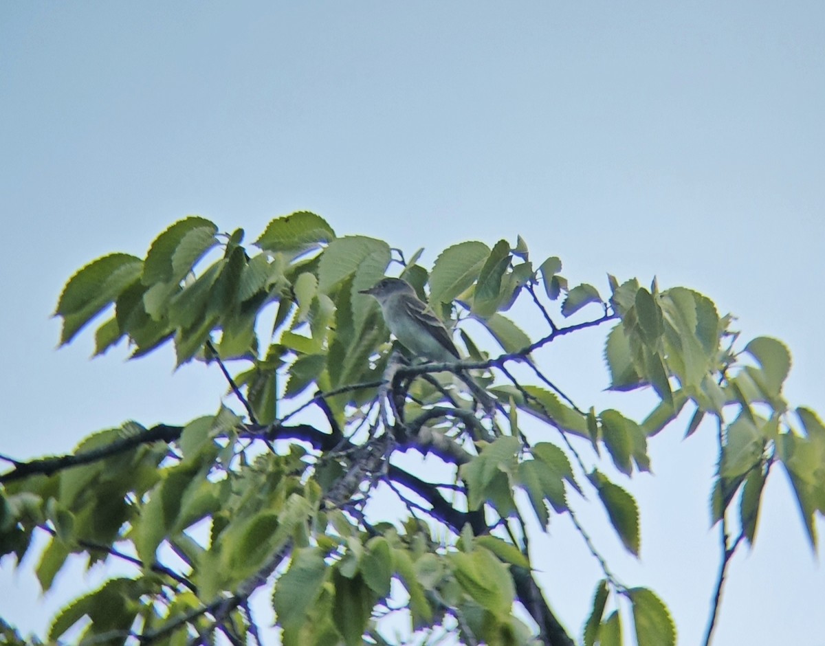 Willow Flycatcher - ML639173739