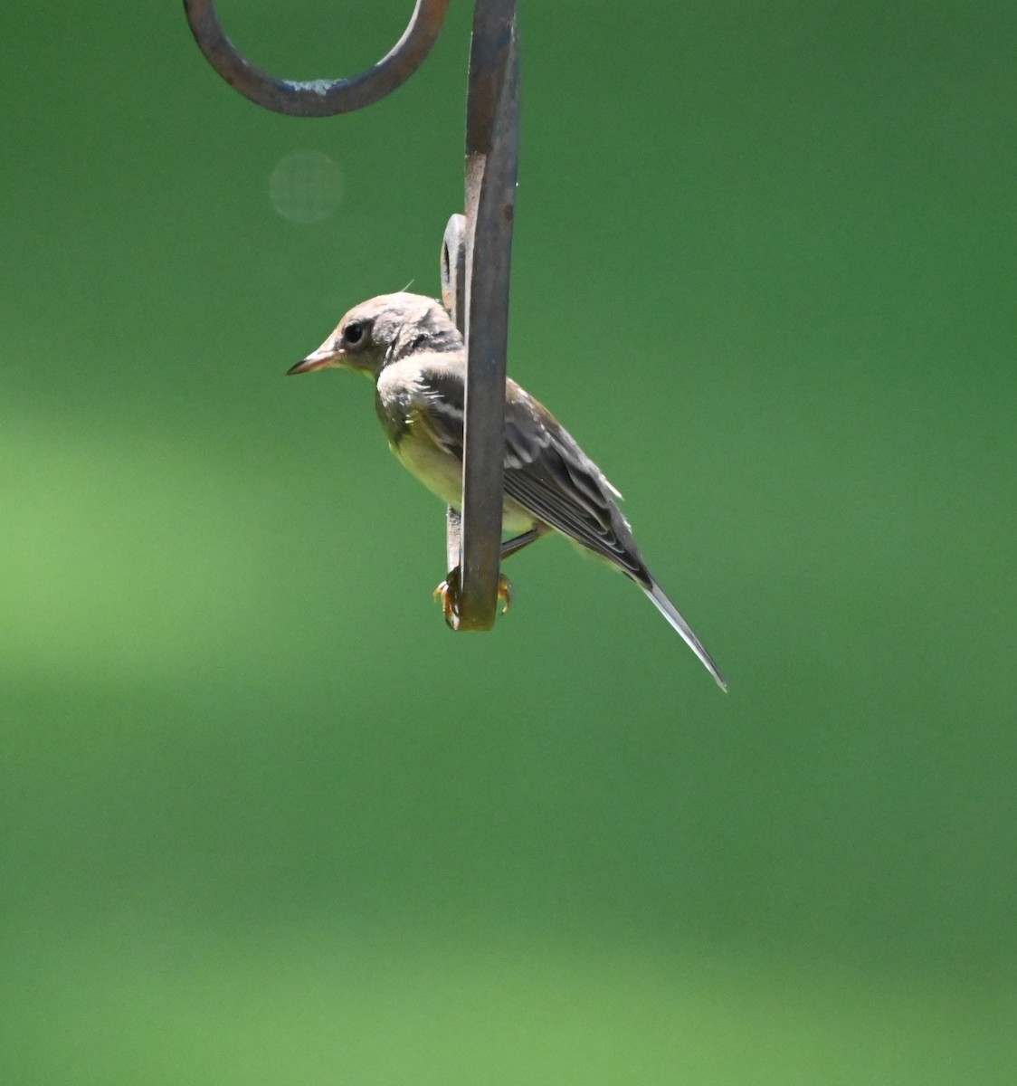 Pine Warbler - ML639173806