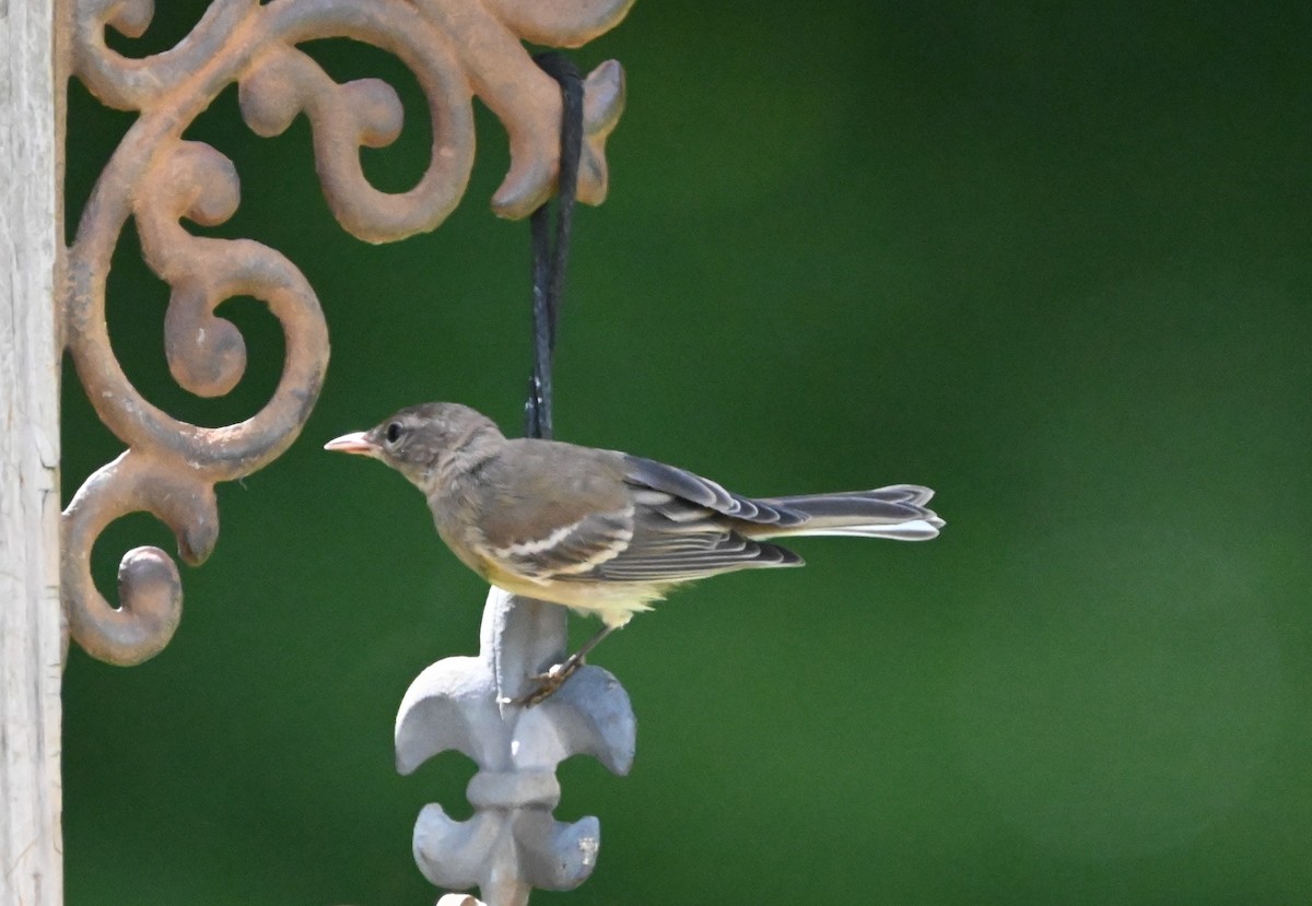 Pine Warbler - ML639173808