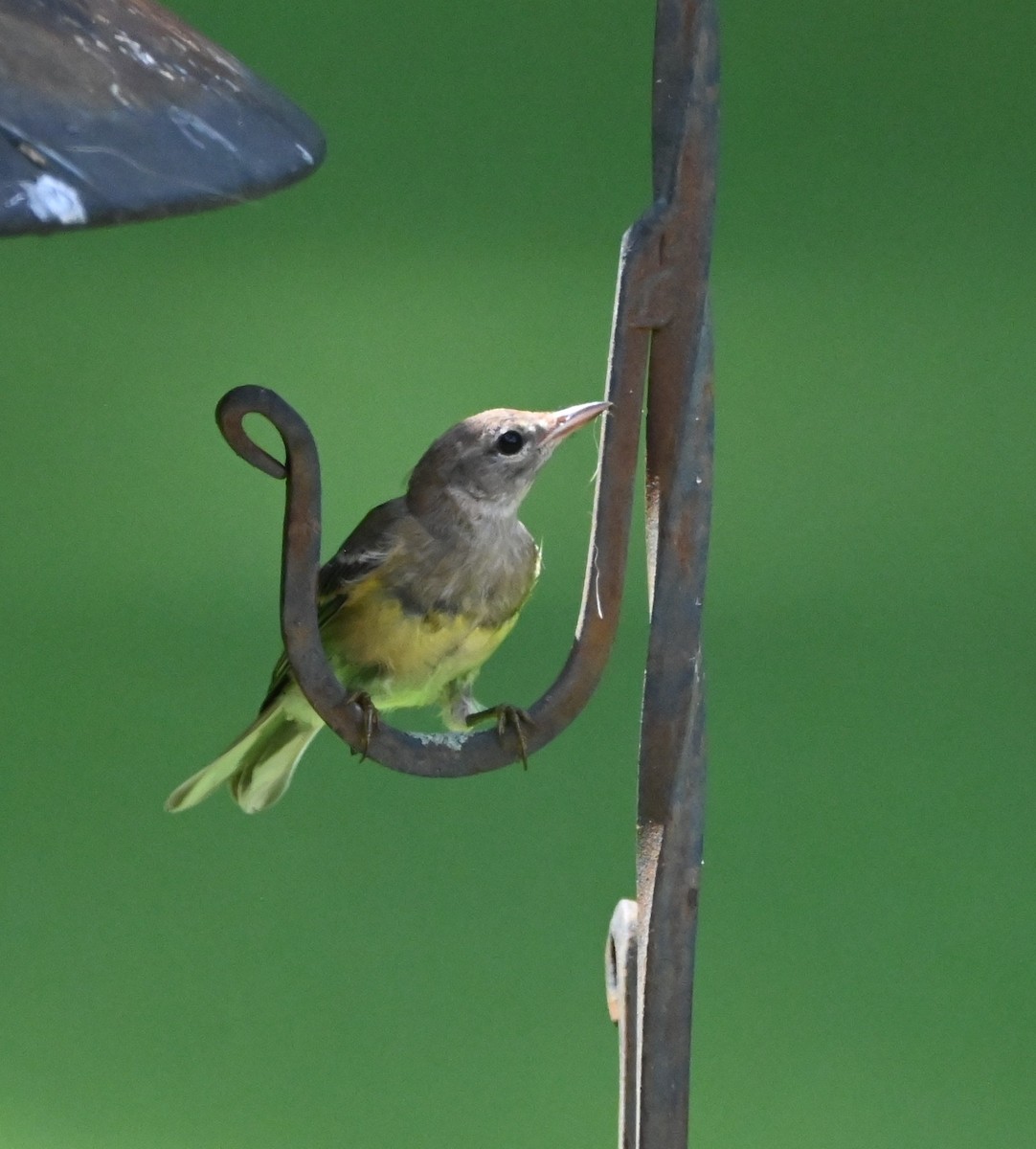 Pine Warbler - ML639173809