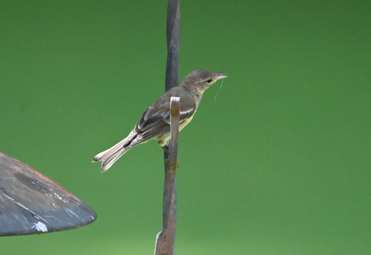 Pine Warbler - ML639173810