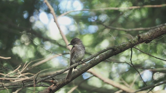 Eastern Phoebe - ML639173828