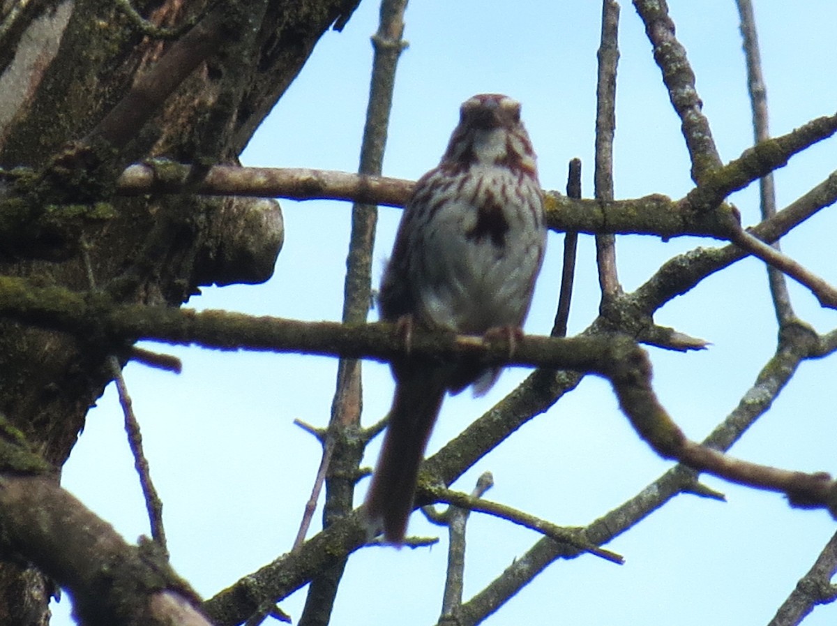Song Sparrow - ML639173844