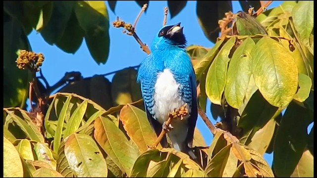 Swallow Tanager - ML639173871