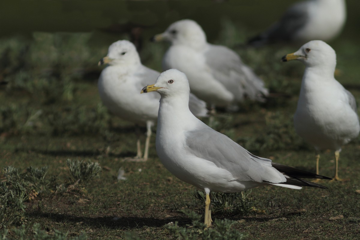 Ring-billed Gull - ML639173883