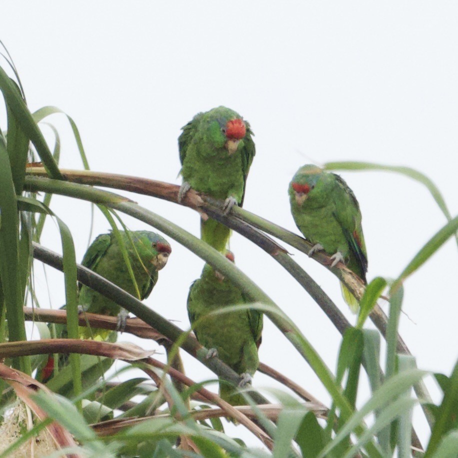 Red-crowned Amazon - Jim Colby