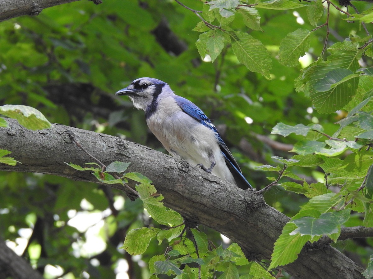 Blue Jay - ML639173898