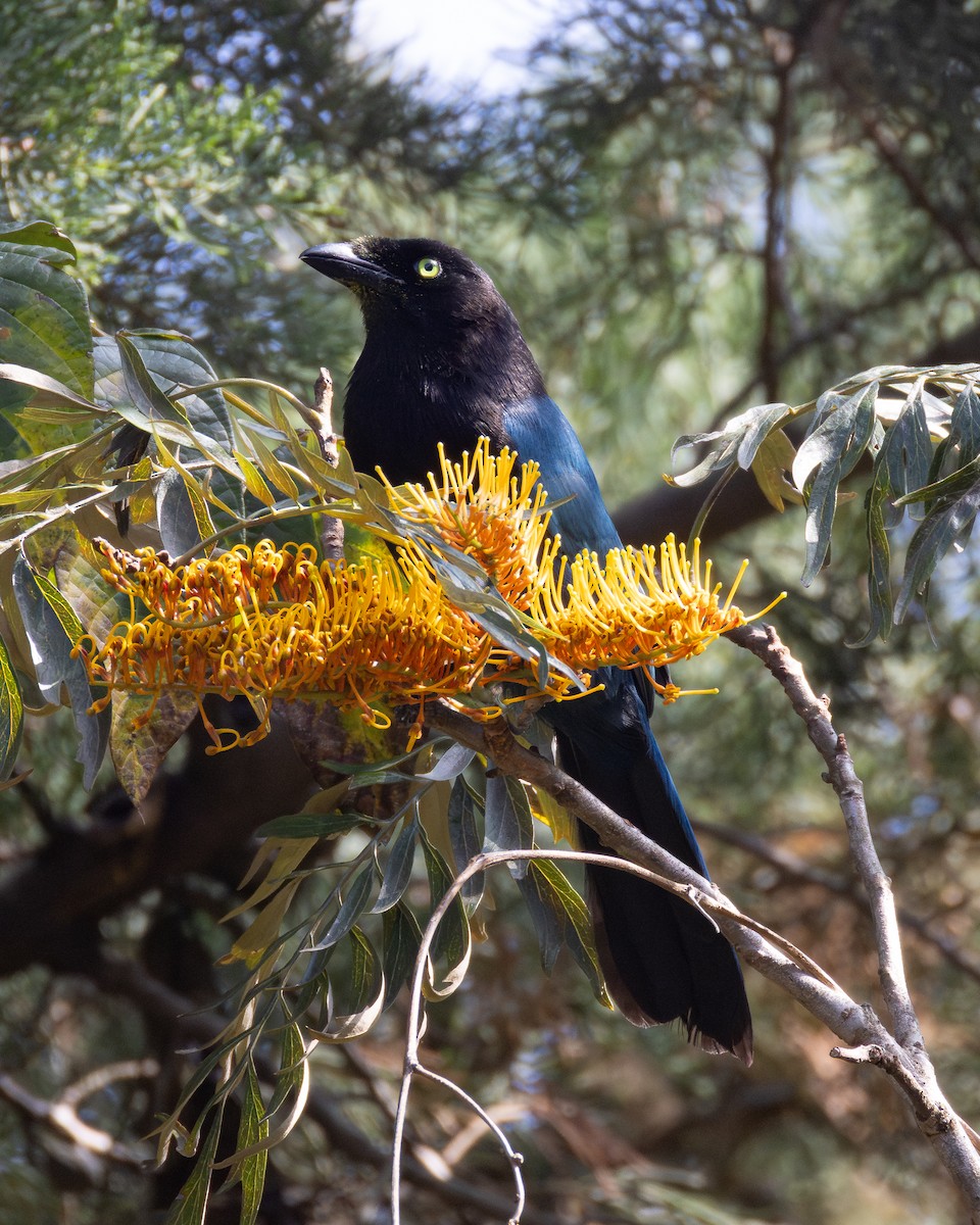 Bushy-crested Jay - ML639173900