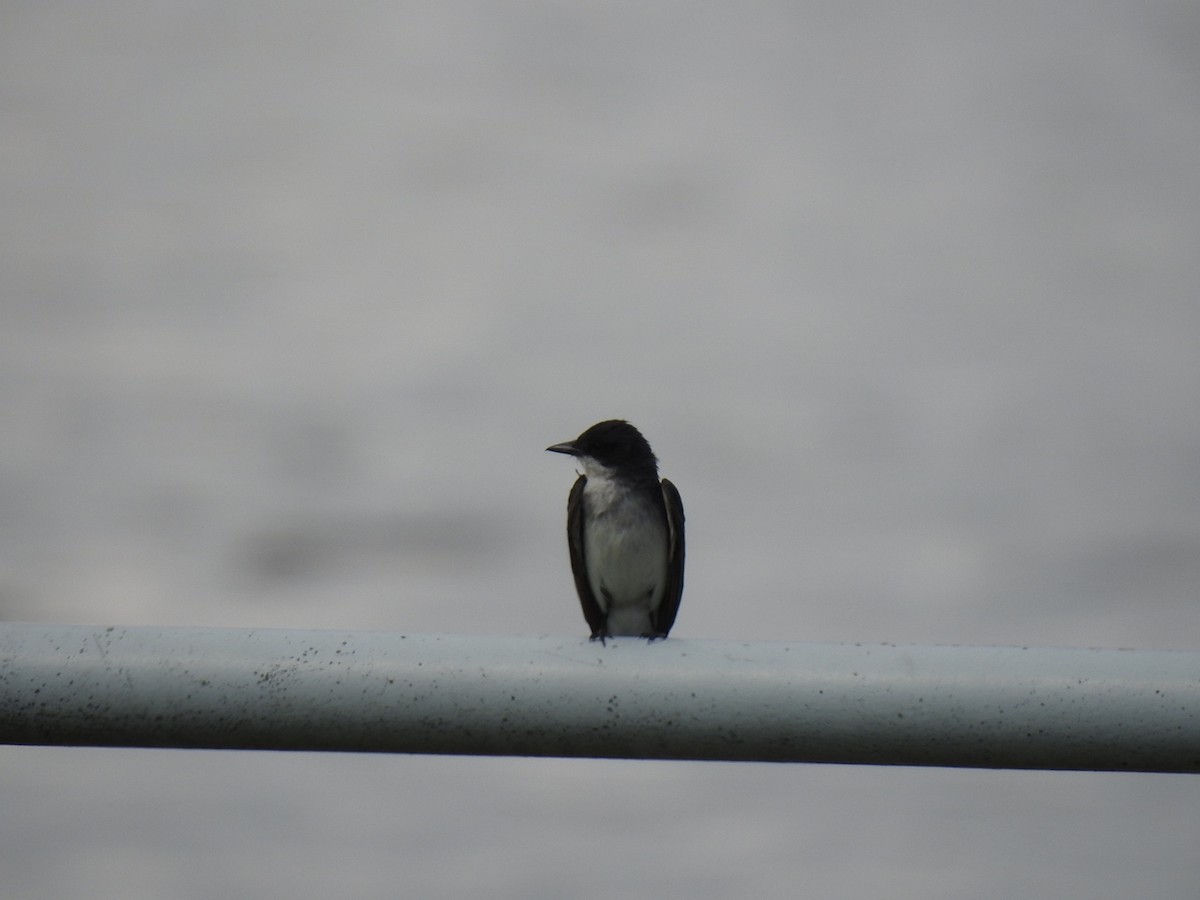 Eastern Kingbird - ML639173901