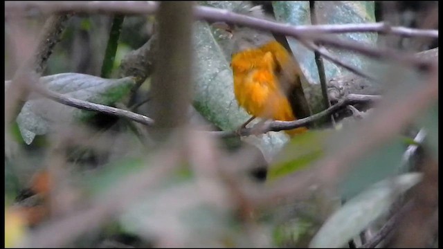 Gray-headed Tanager - ML639173941