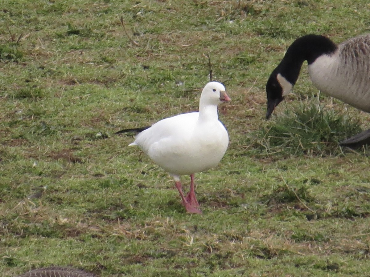 Ross's Goose - ML639174044