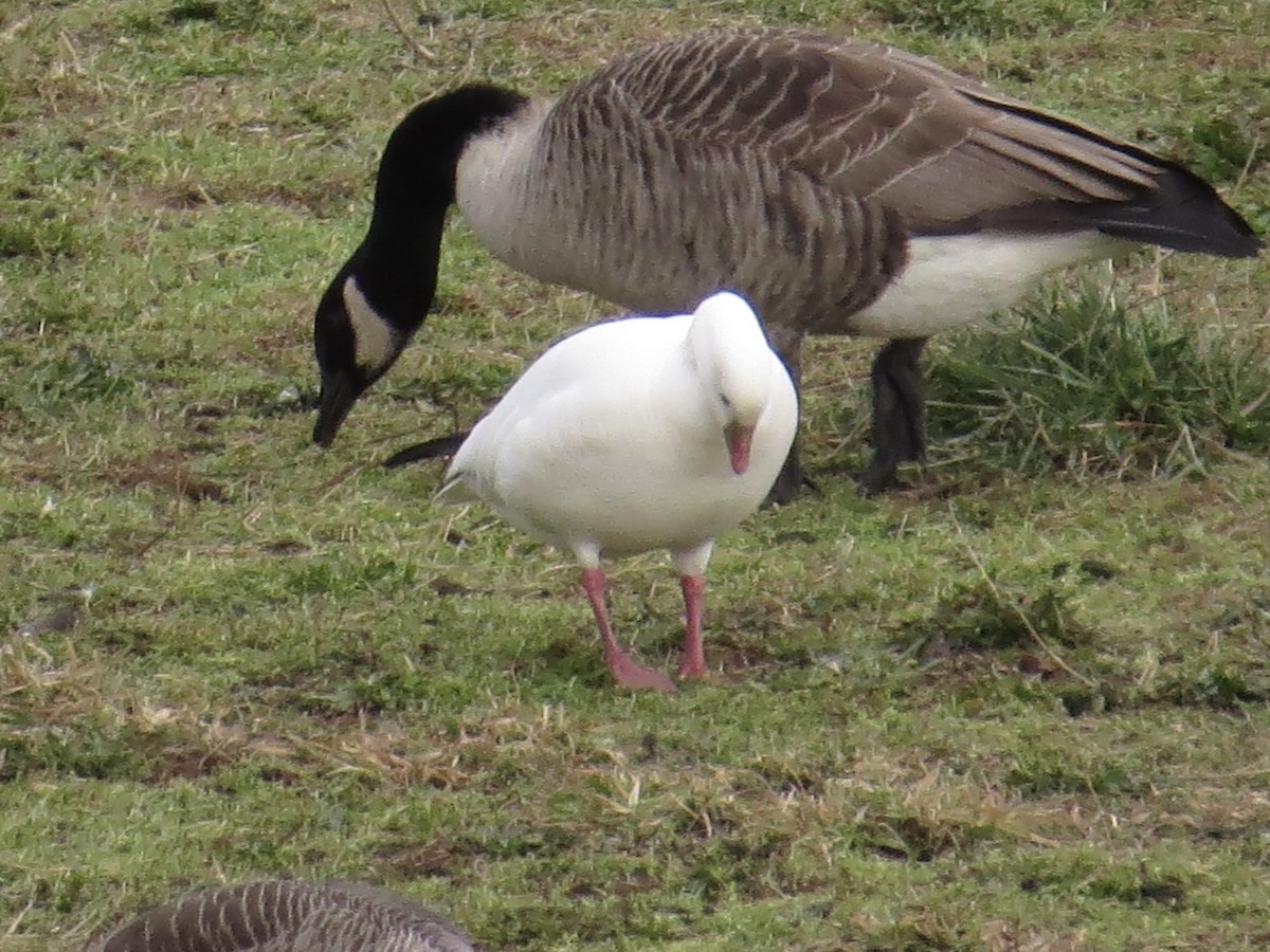 Ross's Goose - ML639174045