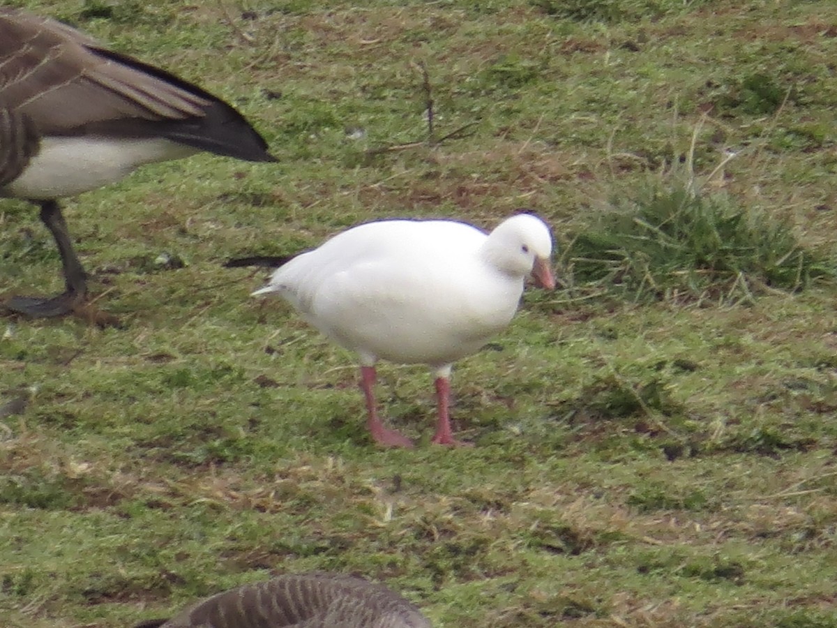 Ross's Goose - ML639174046