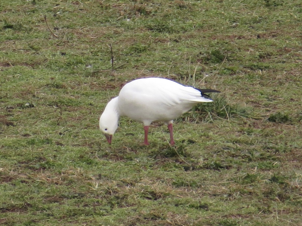 Ross's Goose - ML639174047