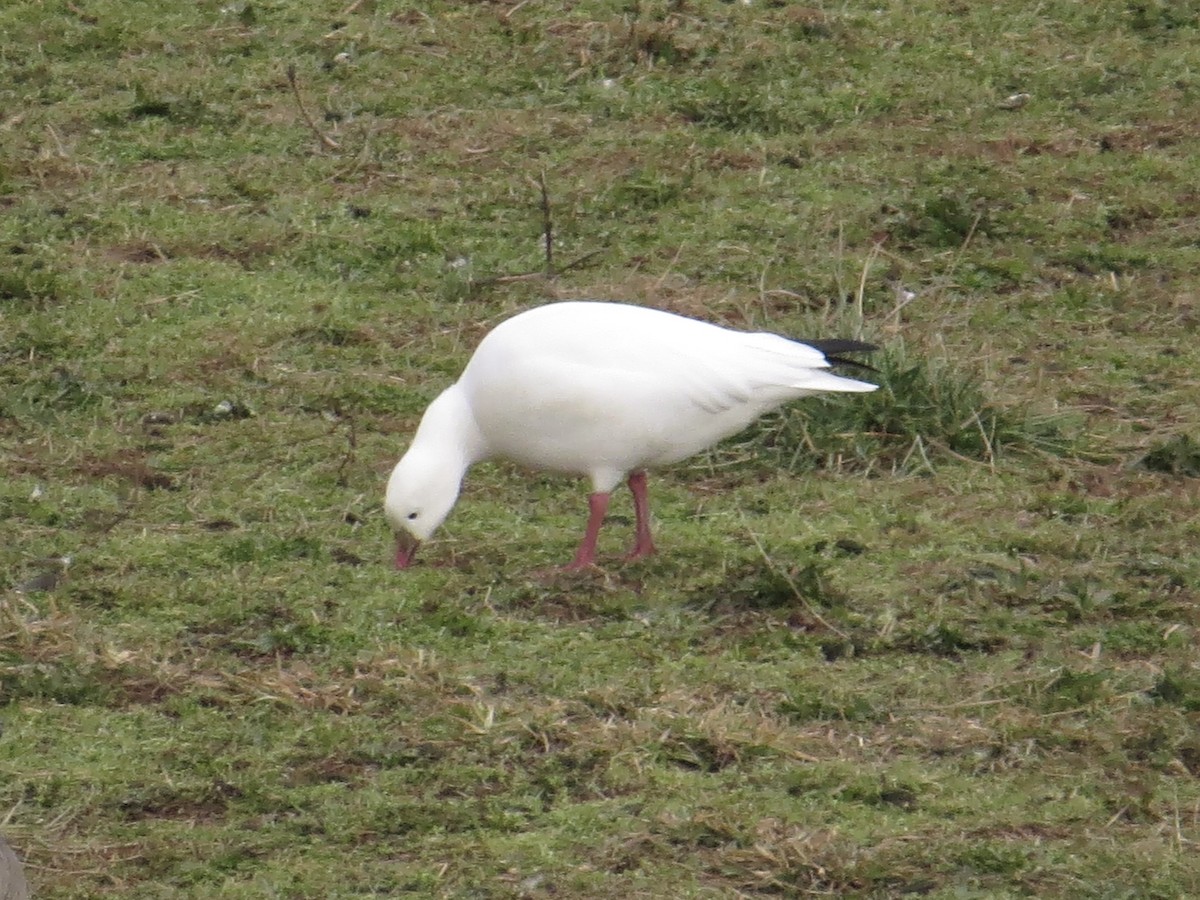 Ross's Goose - ML639174048