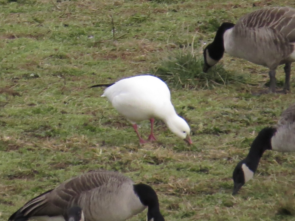Ross's Goose - ML639174049