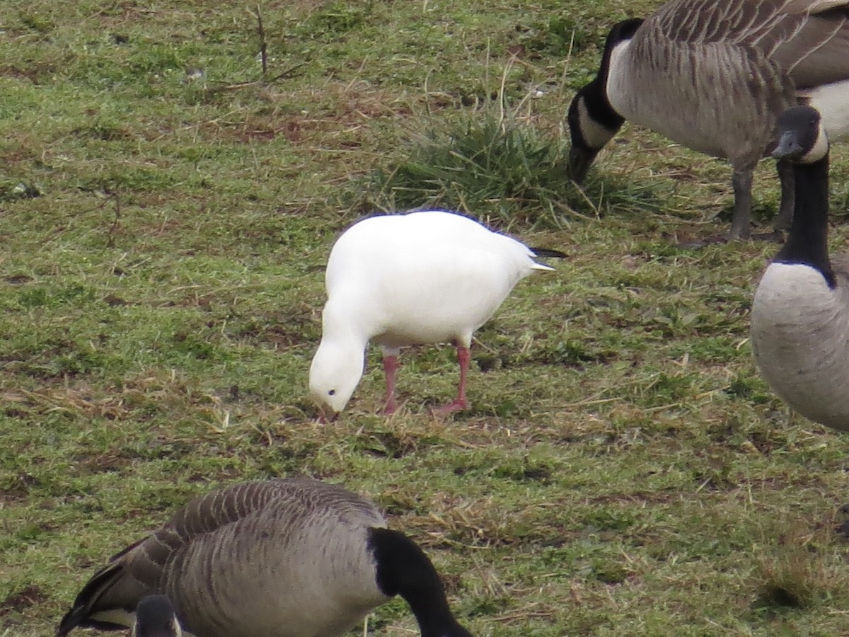 Ross's Goose - ML639174050