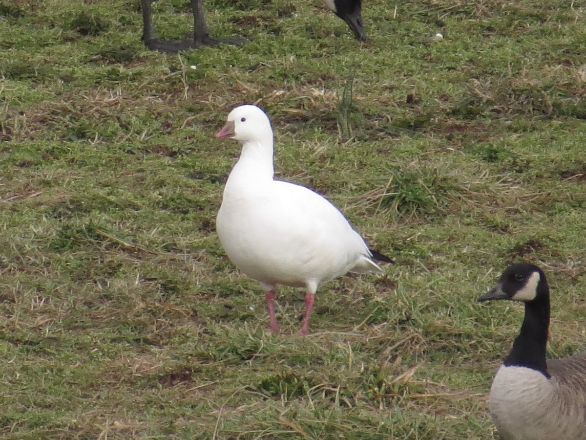Ross's Goose - ML639174051
