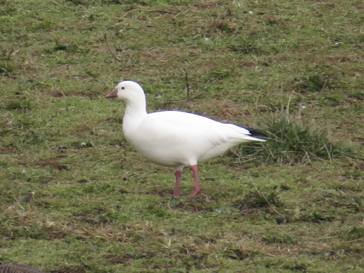 Ross's Goose - ML639174052