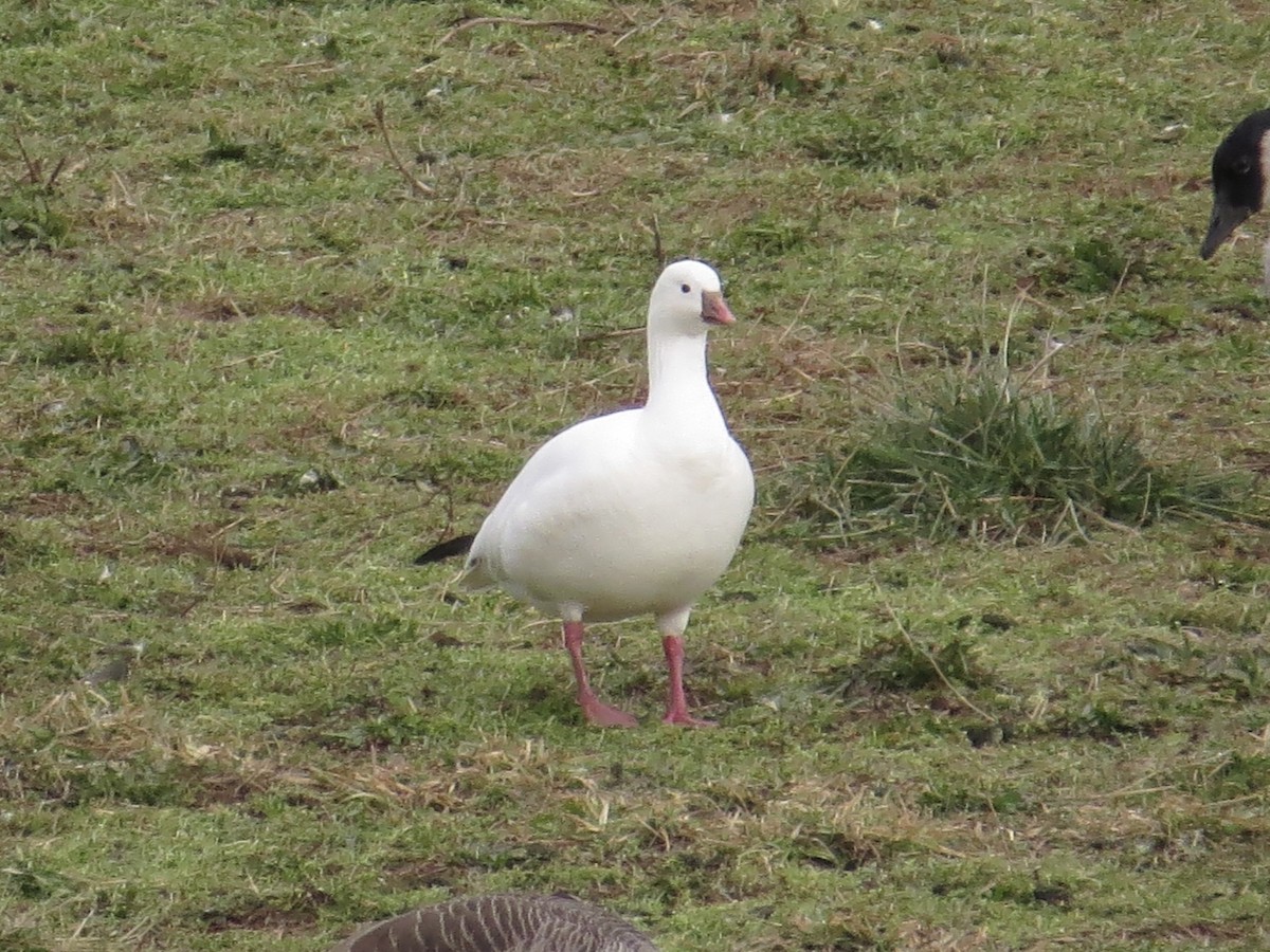 Ross's Goose - ML639174054