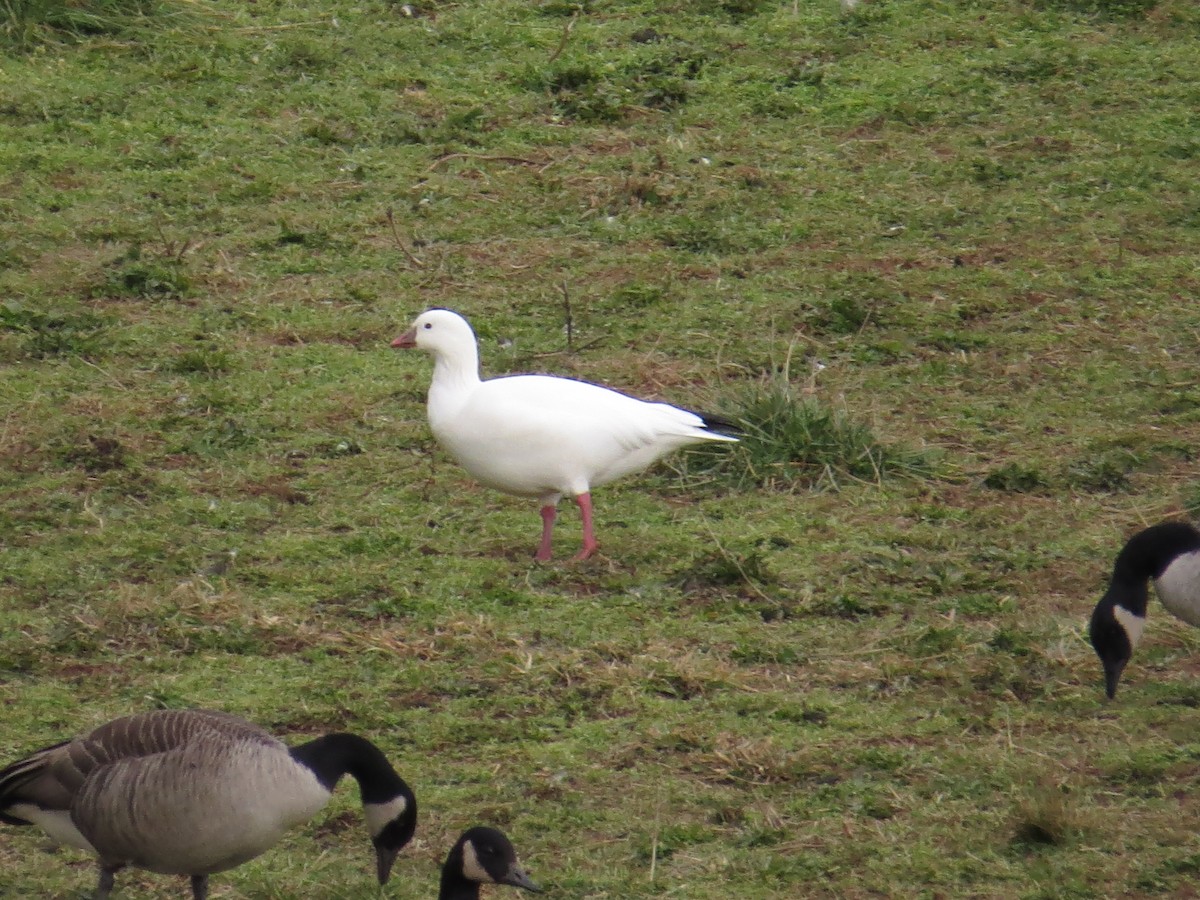 Ross's Goose - ML639174108