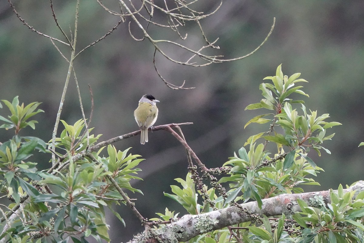 Green-backed Becard - ML639174260