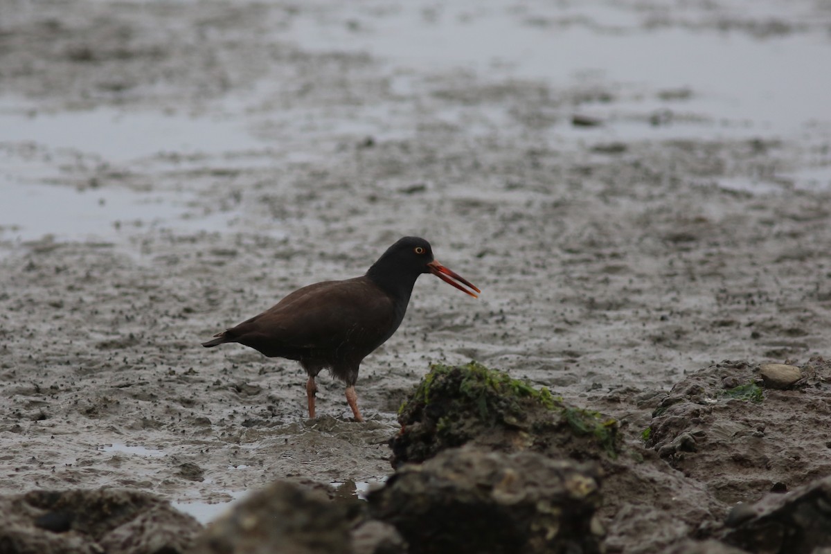 Black Oystercatcher - ML639174292