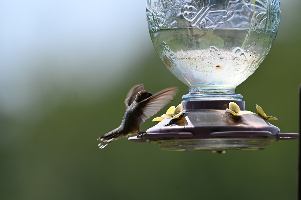 Ruby-throated Hummingbird - ML639174368