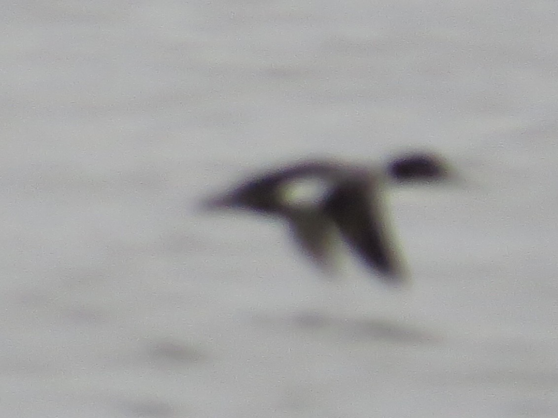 Bufflehead x Common Goldeneye (hybrid) - ML639174375