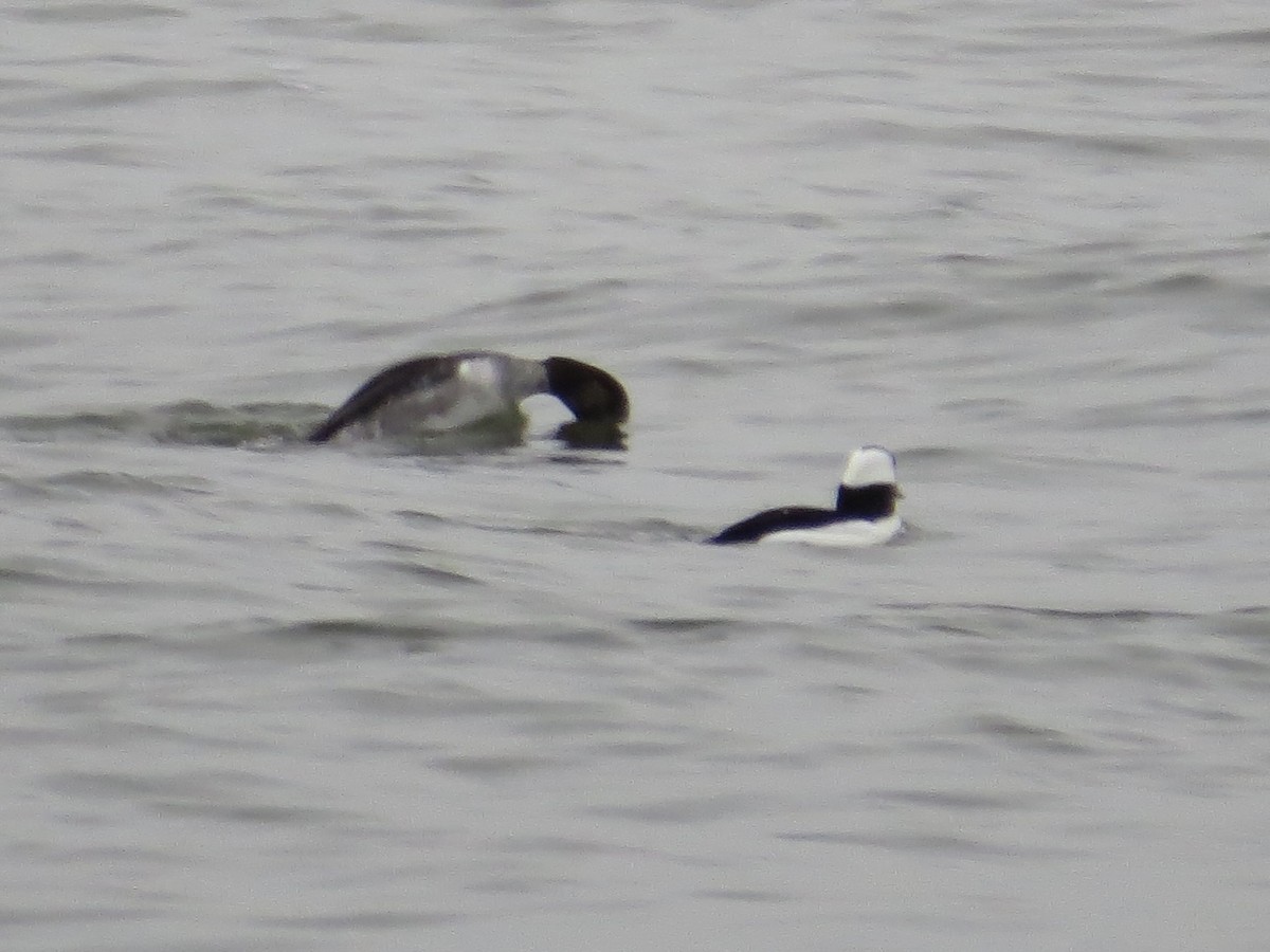 Bufflehead x Common Goldeneye (hybrid) - ML639174376