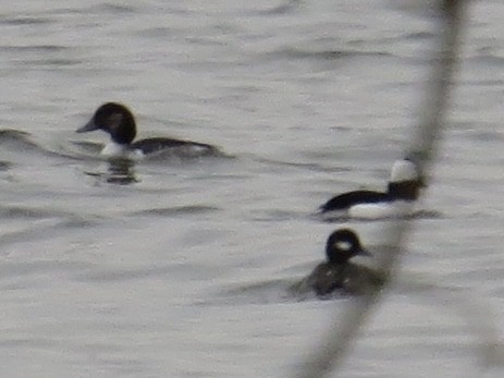 Bufflehead x Common Goldeneye (hybrid) - ML639174377
