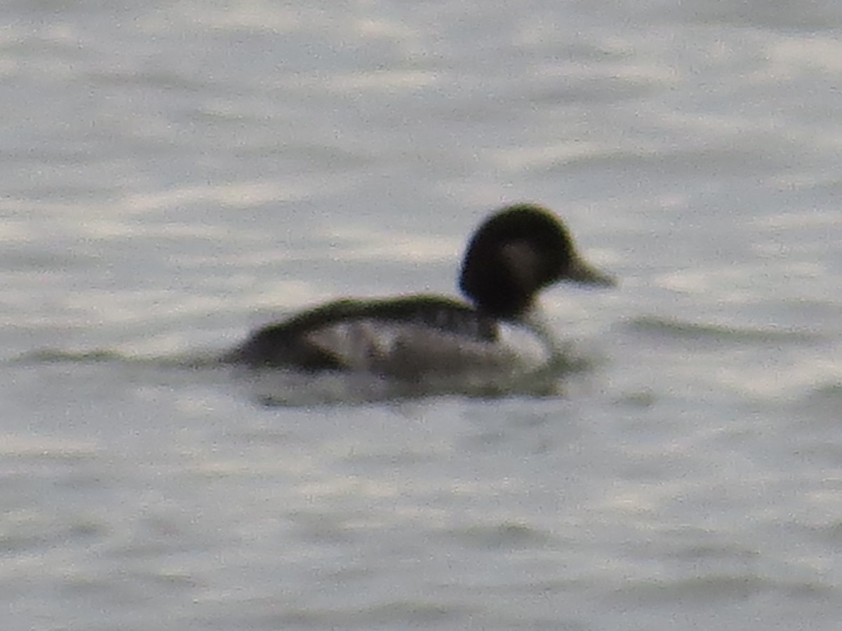 Bufflehead x Common Goldeneye (hybrid) - ML639174378
