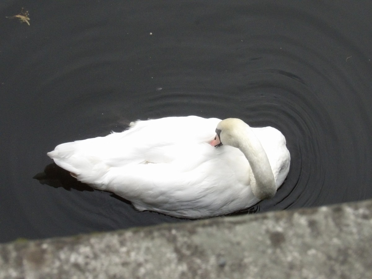 Mute Swan - ML639174379